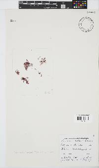Plocamium beckeri image