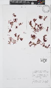 Plocamium beckeri image