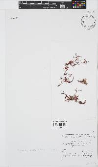 Plocamium beckeri image