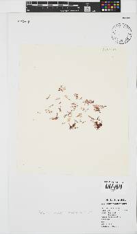 Plocamium beckeri image