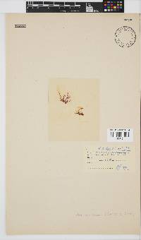 Plocamium beckeri image