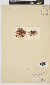 Plocamium beckeri image
