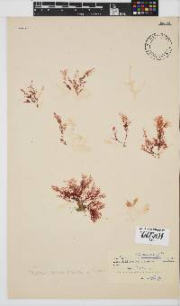 Plocamium beckeri image