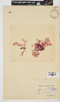 Plocamium beckeri image