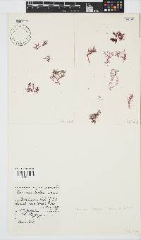Plocamium beckeri image