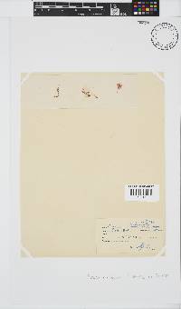 Plocamium beckeri image