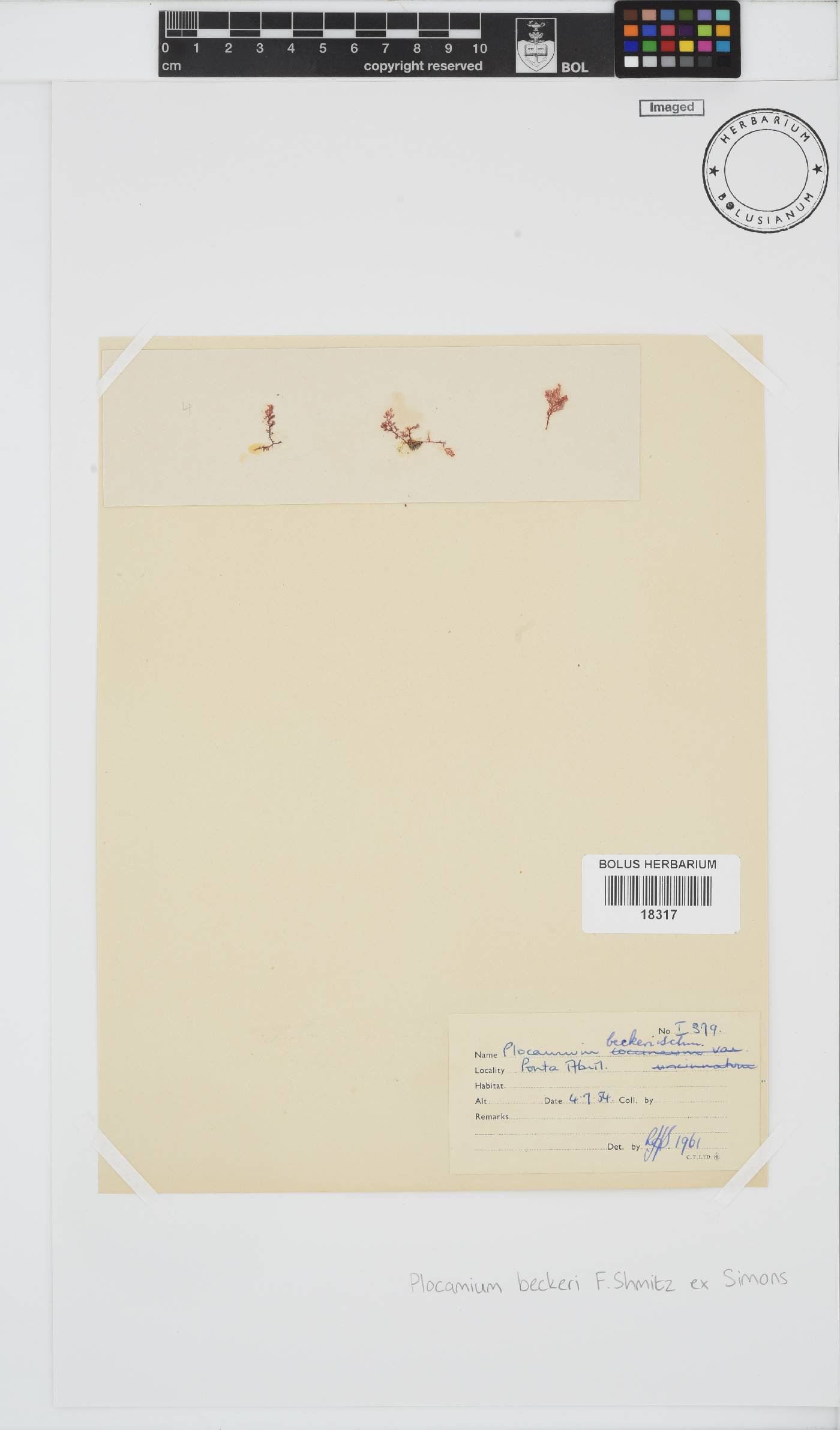 Plocamium beckeri image