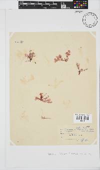 Plocamium beckeri image