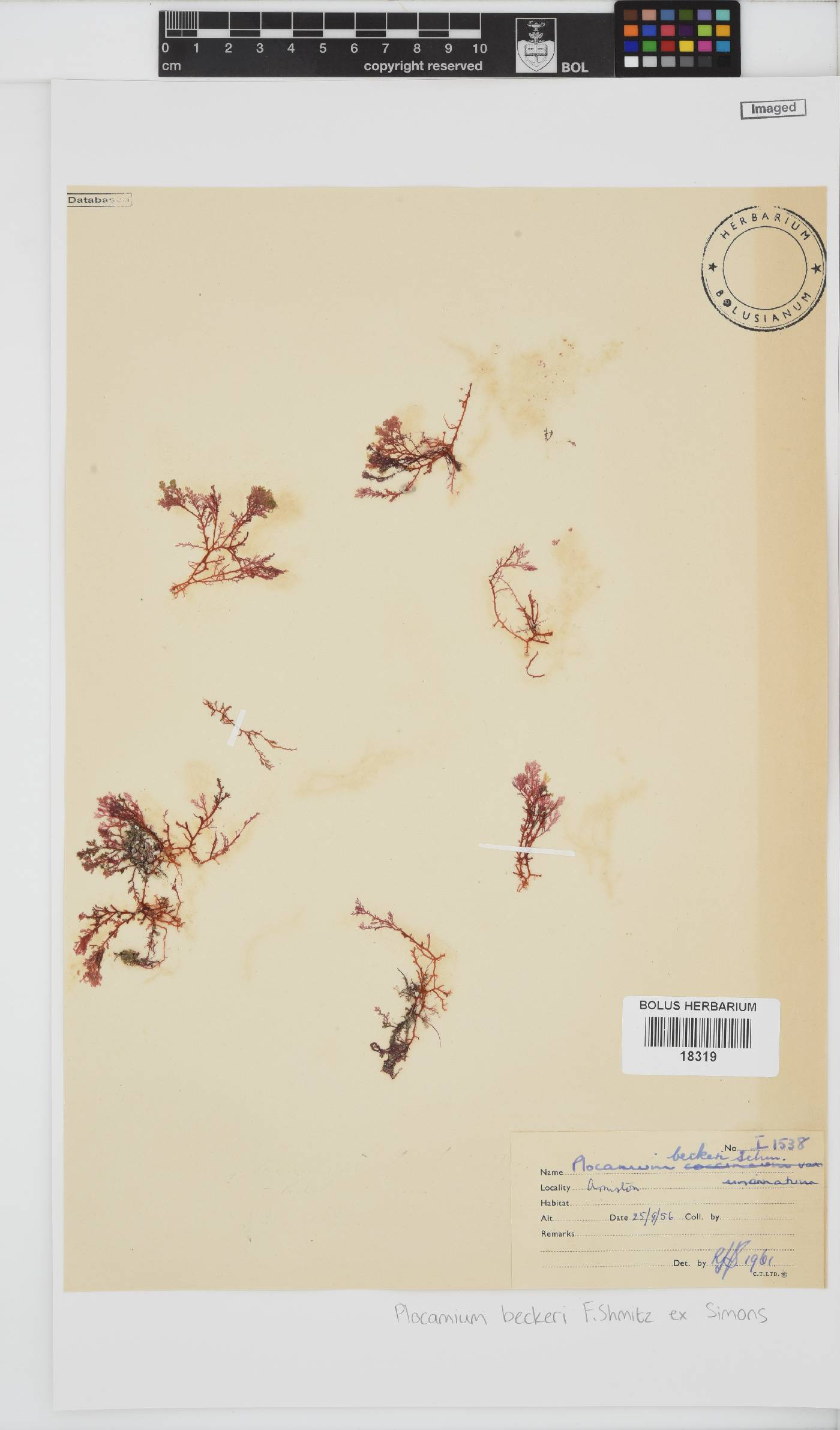 Plocamium beckeri image