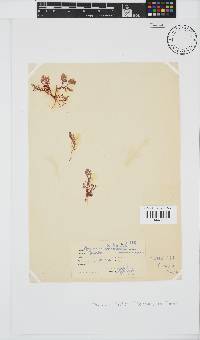 Plocamium beckeri image