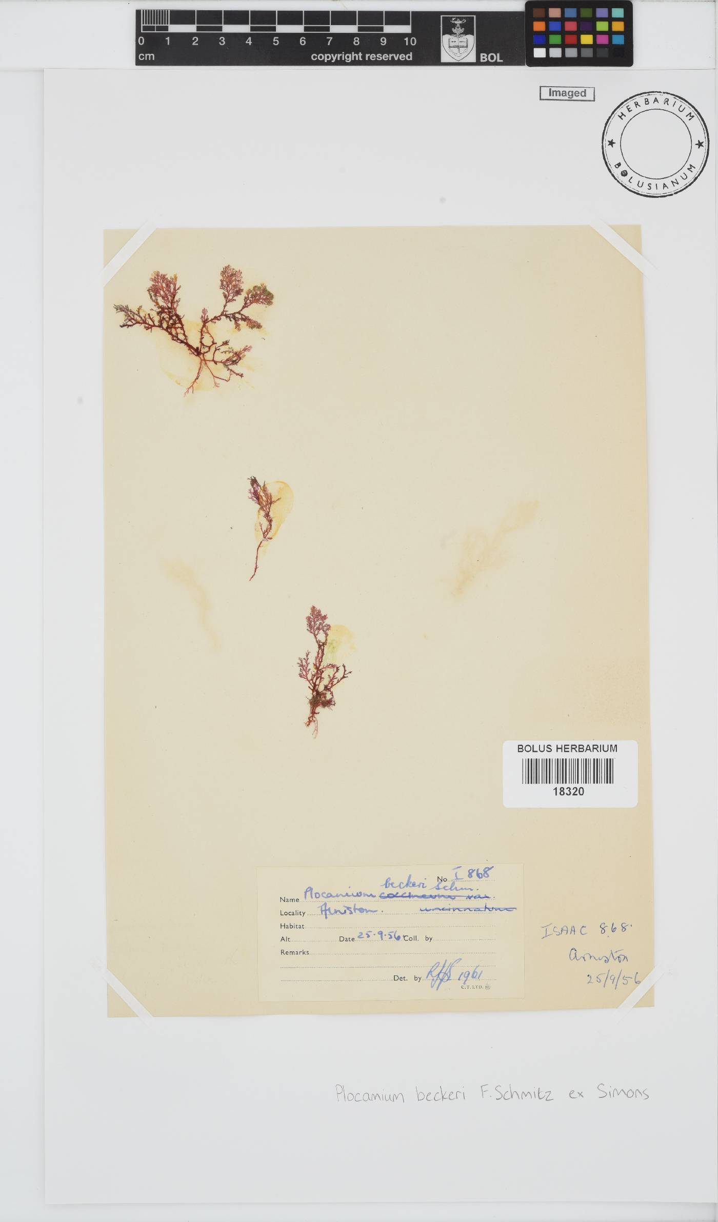 Plocamium beckeri image