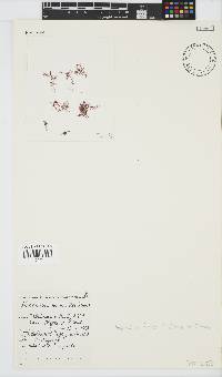Plocamium beckeri image