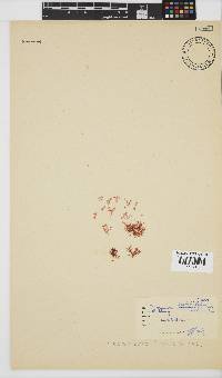Plocamium beckeri image