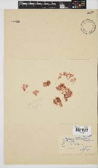Plocamium beckeri image