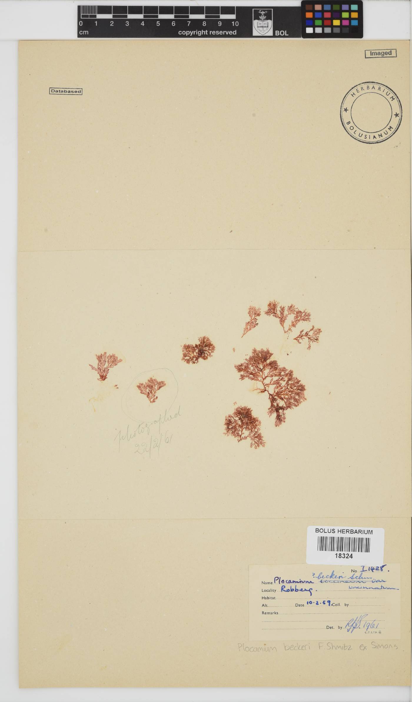 Plocamium beckeri image