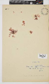 Plocamium beckeri image