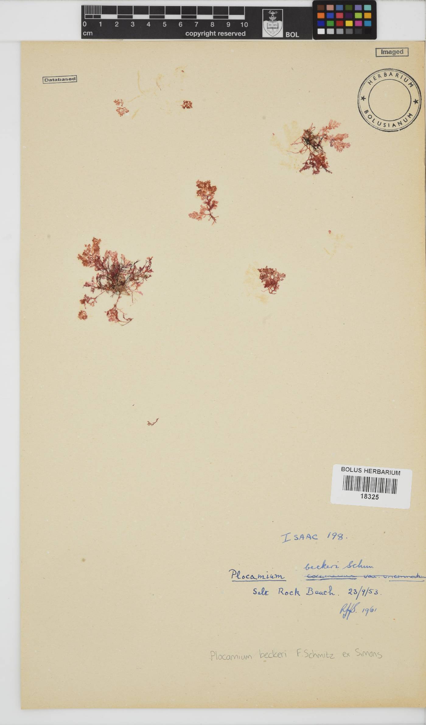 Plocamium beckeri image