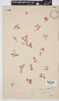 Plocamium beckeri image