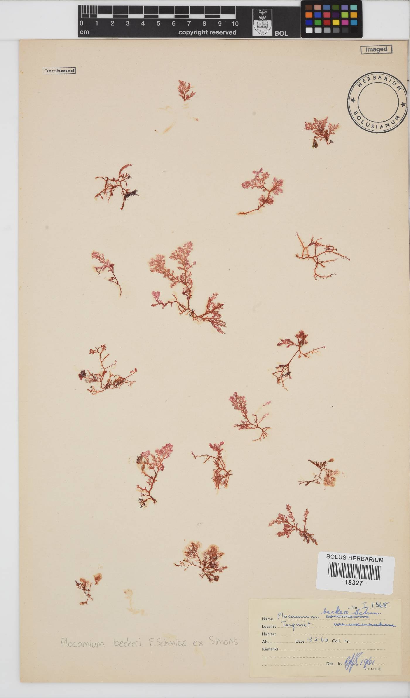 Plocamium beckeri image