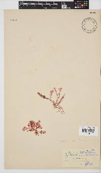 Plocamium beckeri image