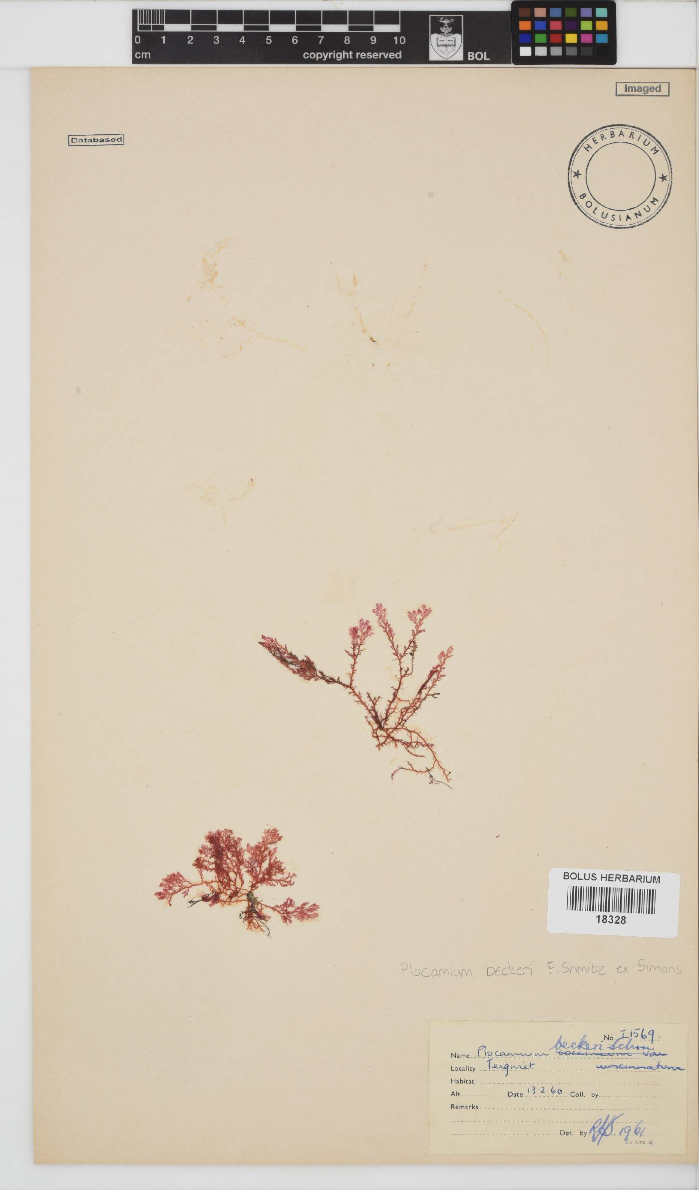 Plocamium beckeri image
