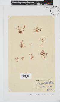 Plocamium beckeri image