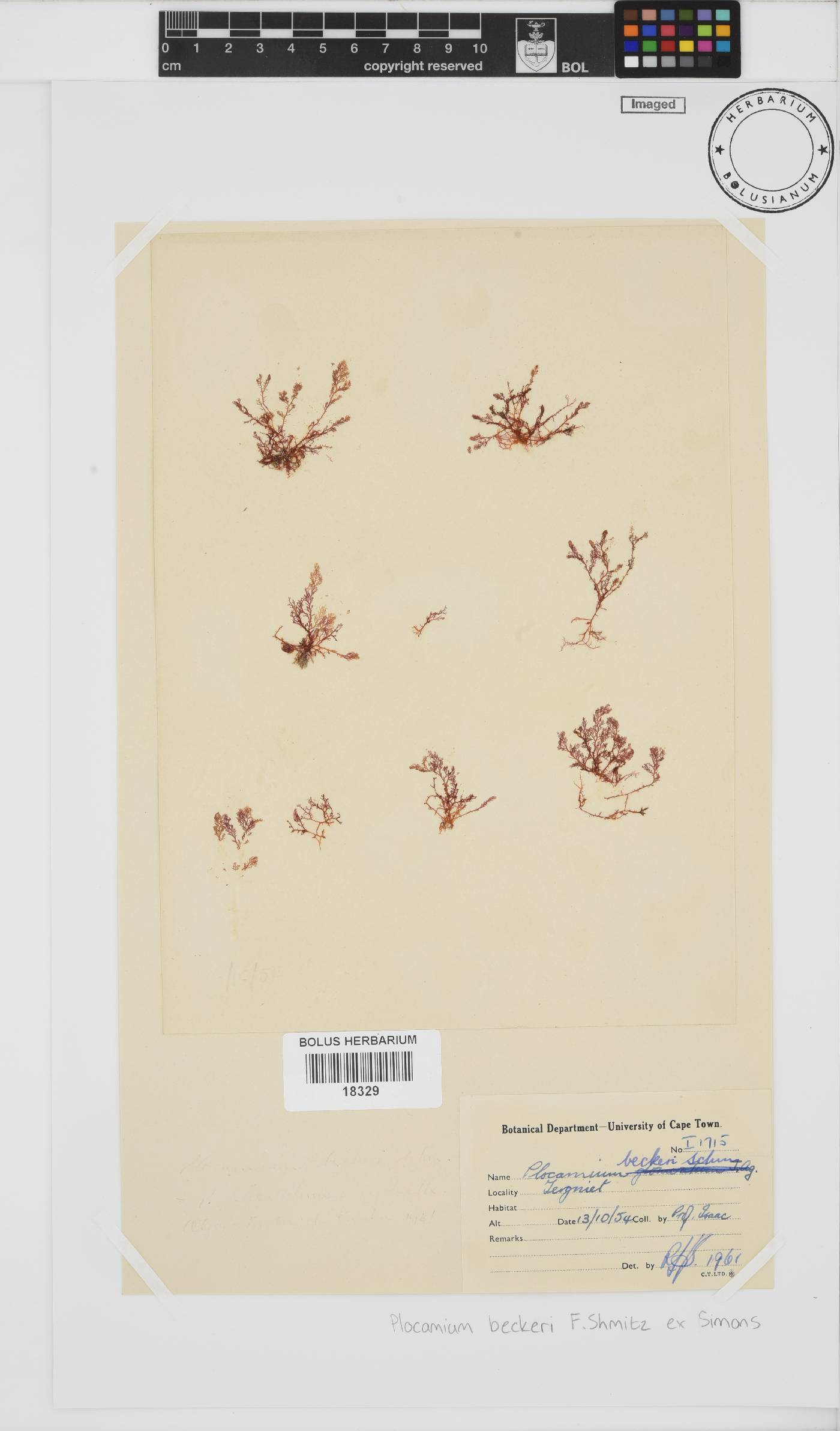 Plocamium beckeri image