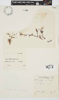 Plocamium cartilagineum image