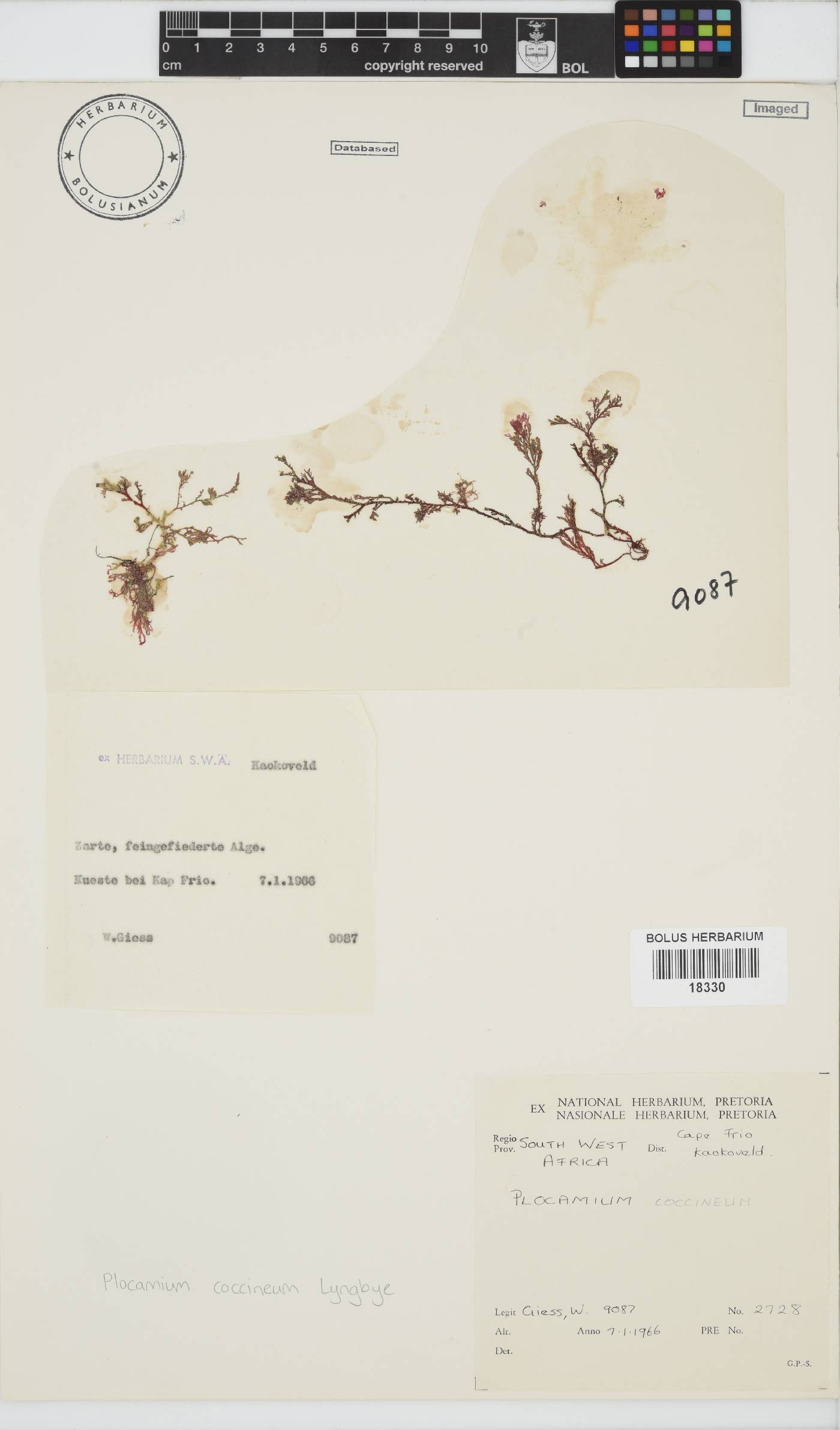 Plocamium cartilagineum image