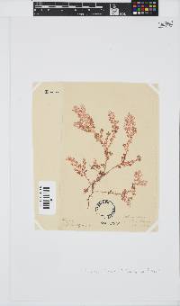 Plocamium beckeri image