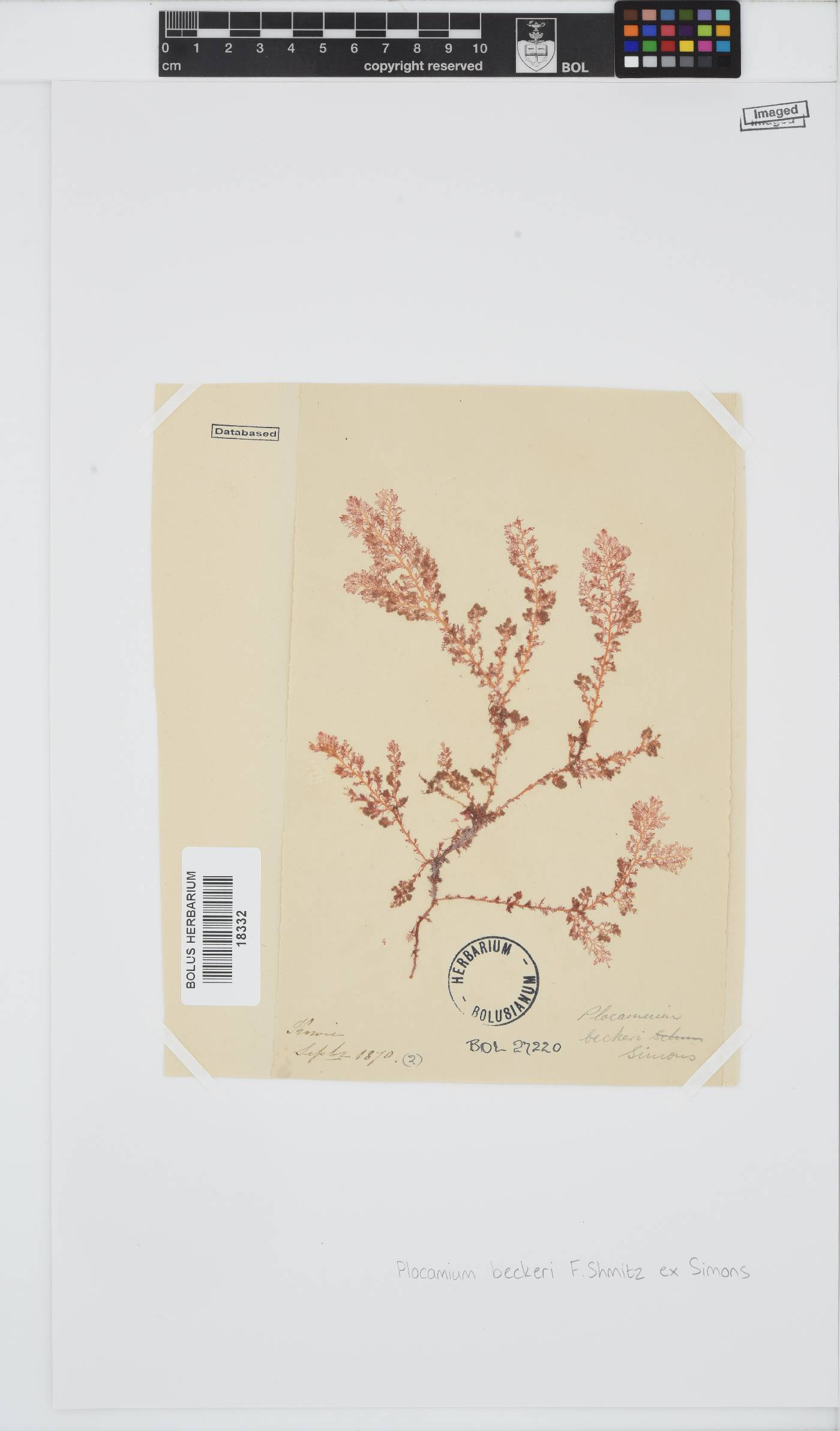Plocamium beckeri image
