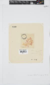 Plocamium beckeri image