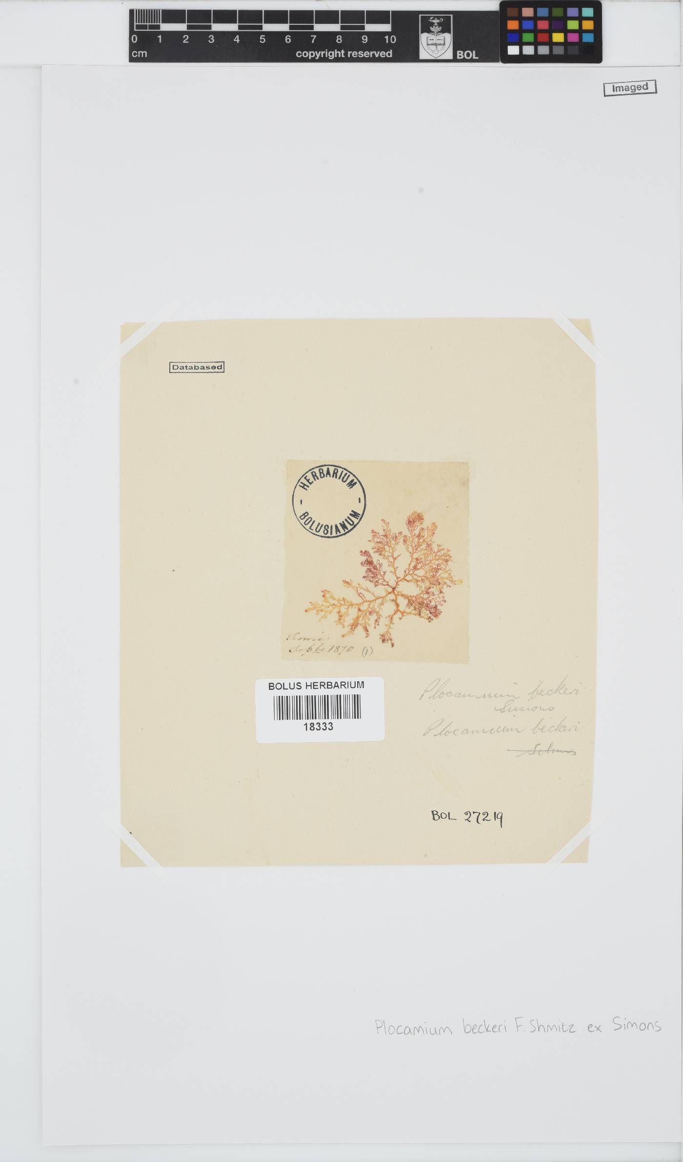 Plocamium beckeri image