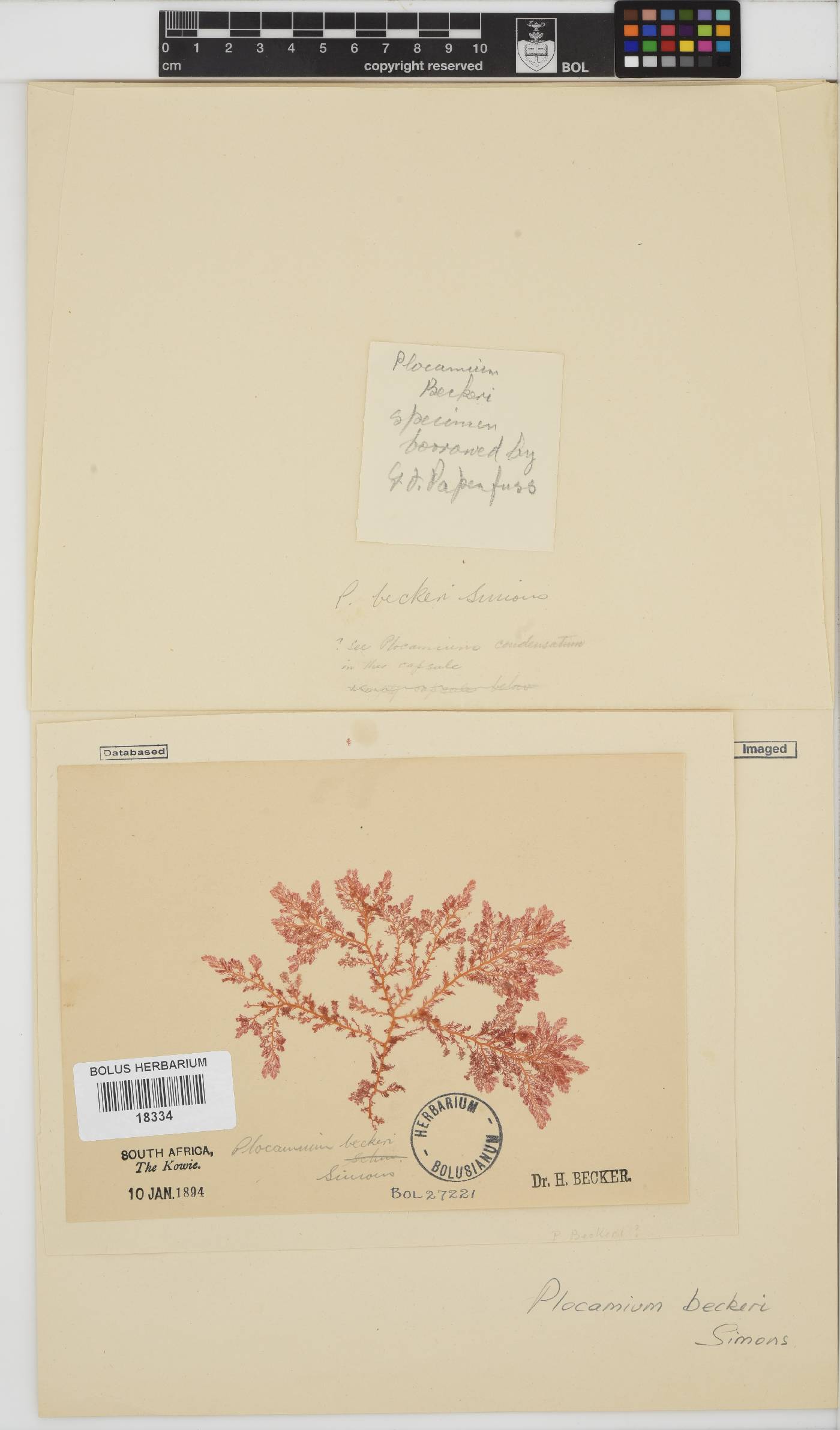 Plocamium beckeri image