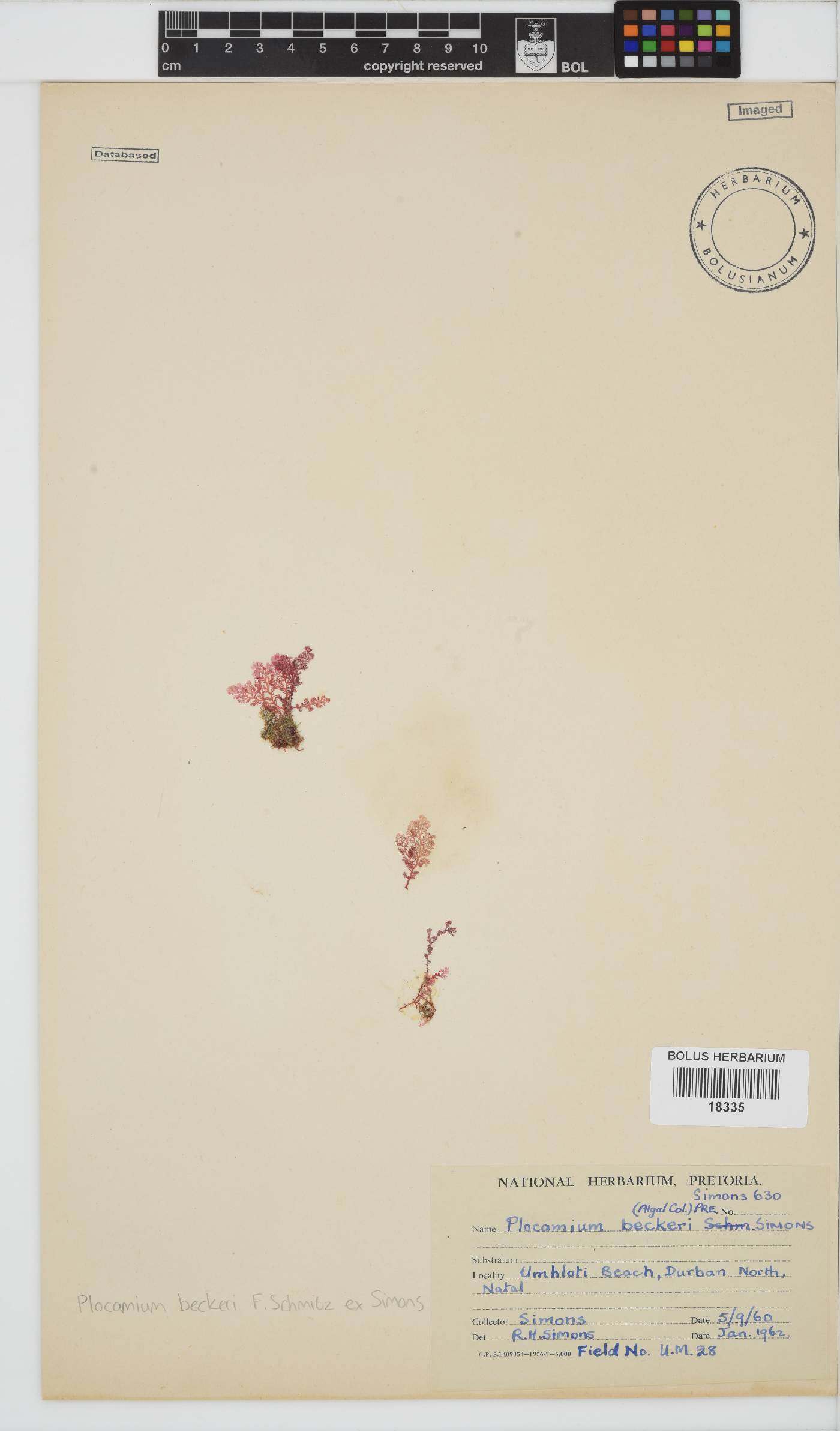 Plocamium image