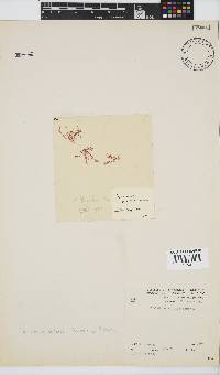 Plocamium beckeri image