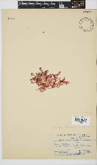 Plocamium beckeri image