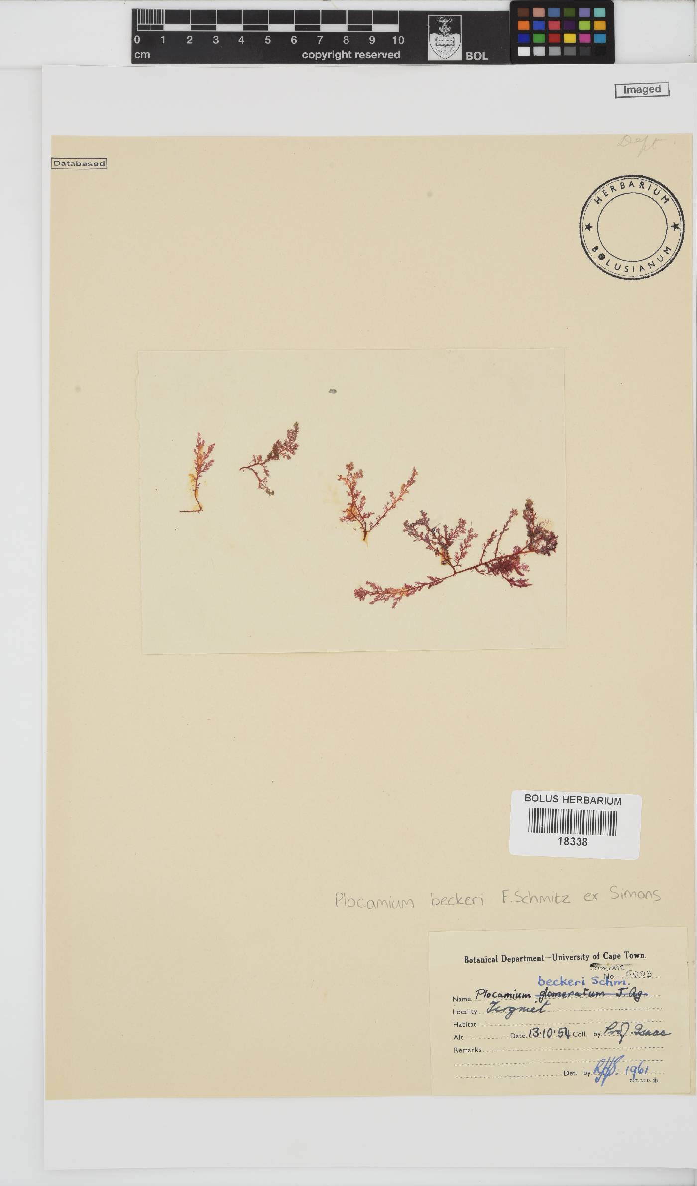 Plocamium beckeri image