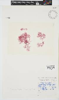 Plocamium beckeri image