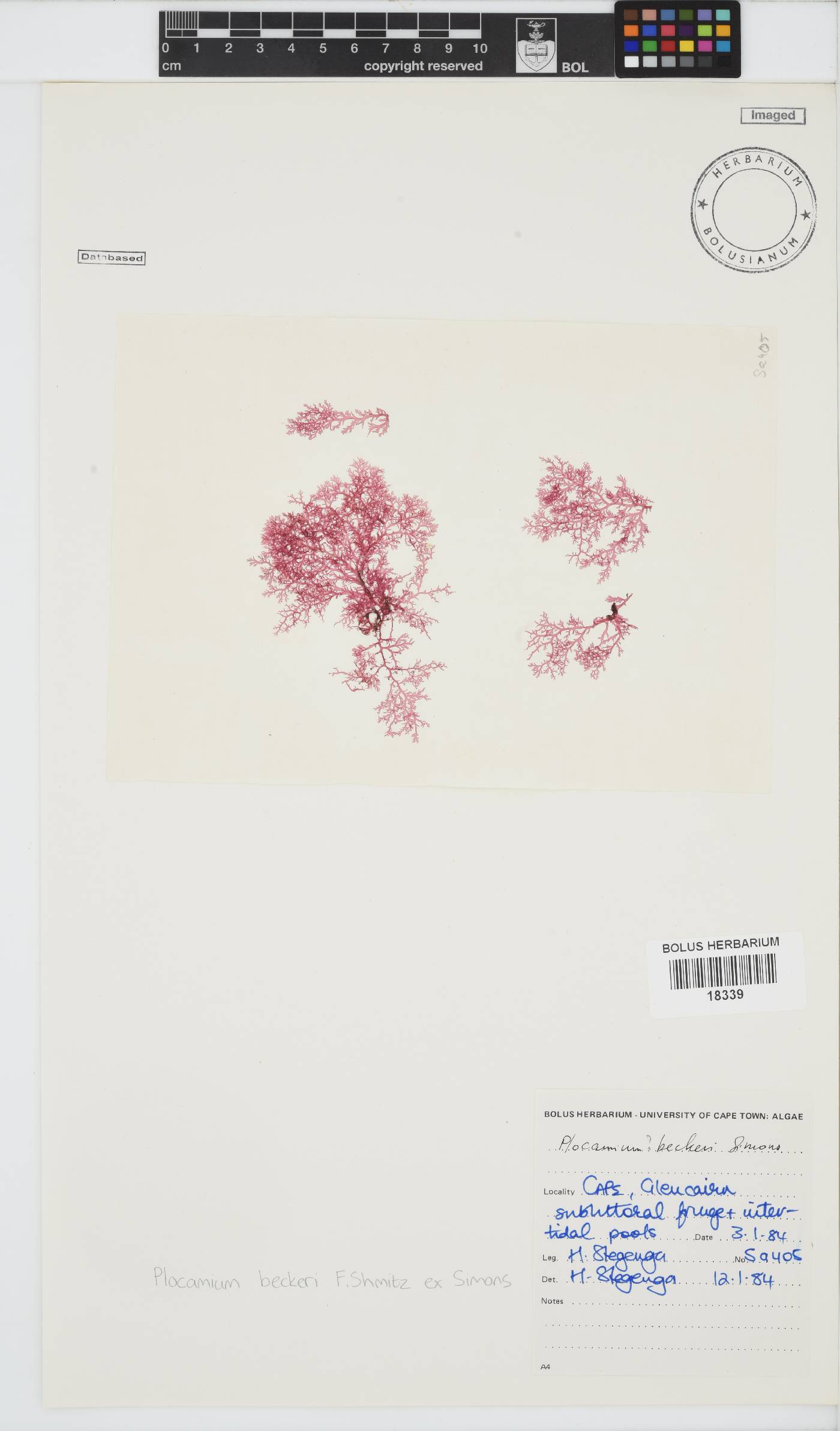 Plocamium beckeri image