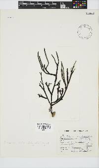 Placophora binderi image