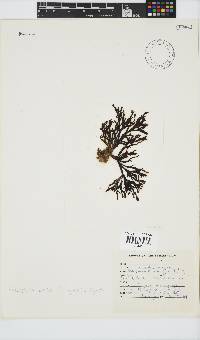 Placophora binderi image