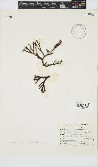 Placophora binderi image