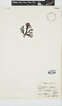 Placophora binderi image
