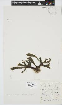 Placophora binderi image