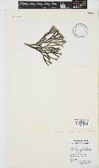 Placophora binderi image