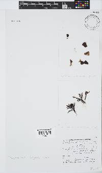 Placophora binderi image