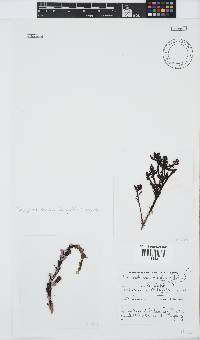 Placophora binderi image