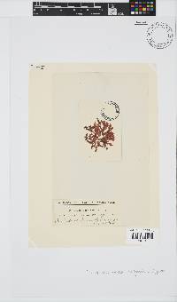 Placophora binderi image