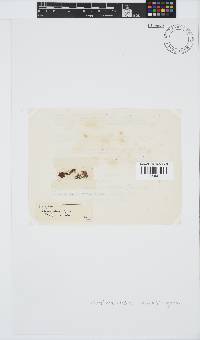 Placophora binderi image